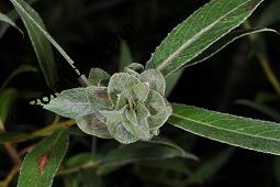 Weide, Salix sp., Salix sp., Weide, Salicaceae, Knospengalle, Galle durch Gallmcke Rabdophaga sp. Kauf von 07209_salix_sp_dsc_3020.jpg