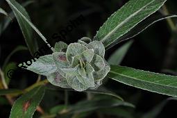 Weide, Salix sp., Salix sp., Weide, Salicaceae, Knospengalle, Galle durch Gallmücke Rabdophaga sp. Kauf von 07209_salix_sp_dsc_3021.jpg