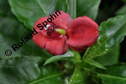 Springkraut, Impatiens eriosperma, Impatiens eriosperma, Springkraut, Balsaminaceae, Blühend Kauf von 07217_impatiens_eriosperma_dsc_8393.jpg