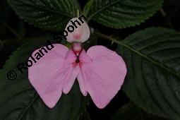 Stuhlmanns Springkraut, Impatiens stuhlmannii, Impatiens stuhlmannii, Stuhlmanns Springkraut, Balsaminaceae, Blhend Kauf von 07218_impatiens_stuhlmannii_dsc_8397.jpg