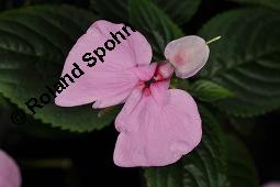 Stuhlmanns Springkraut, Impatiens stuhlmannii, Impatiens stuhlmannii, Stuhlmanns Springkraut, Balsaminaceae, Blhend Kauf von 07218_impatiens_stuhlmannii_dsc_8400.jpg