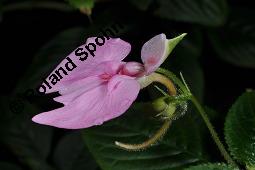 Stuhlmanns Springkraut, Impatiens stuhlmannii, Impatiens stuhlmannii, Stuhlmanns Springkraut, Balsaminaceae, Blhend Kauf von 07218_impatiens_stuhlmannii_dsc_8401.jpg