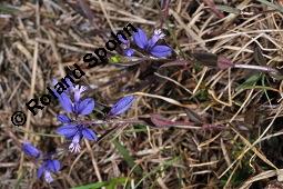 Quendelblättrige Kreuzblume, Quendelblättriges Kreuzblümchen, Thymianblättriges Kreuzblümchen, Polygala serpyllifolia, Polygala depressa, Polygala serpyllacea, Polygala serpyllifolia, Polygala depressa, Polygala serpyllacea, Quendelblättrige Kreuzblume, Quendelblättriges Kreuzblümchen, Thymianblättriges Kreuzblümchen, Polygalaceae, Habitus blühend Kauf von 07223_polygala_serpyllifolia_dsc_0653.jpg