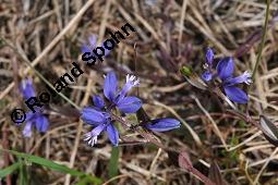 Quendelblättrige Kreuzblume, Quendelblättriges Kreuzblümchen, Thymianblättriges Kreuzblümchen, Polygala serpyllifolia, Polygala depressa, Polygala serpyllacea, Polygala serpyllifolia, Polygala depressa, Polygala serpyllacea, Quendelblättrige Kreuzblume, Quendelblättriges Kreuzblümchen, Thymianblättriges Kreuzblümchen, Polygalaceae, Habitus blühend Kauf von 07223_polygala_serpyllifolia_dsc_0654.jpg