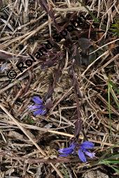 Quendelblttrige Kreuzblume, Quendelblttriges Kreuzblmchen, Thymianblttriges Kreuzblmchen, Polygala serpyllifolia, Polygala depressa, Polygala serpyllacea, Polygala serpyllifolia, Polygala depressa, Polygala serpyllacea, Quendelblttrige Kreuzblume, Quendelblttriges Kreuzblmchen, Thymianblttriges Kreuzblmchen, Polygalaceae, Habitus blhend Kauf von 07223_polygala_serpyllifolia_dsc_0655.jpg