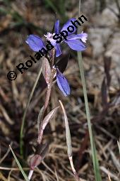 Quendelblättrige Kreuzblume, Quendelblättriges Kreuzblümchen, Thymianblättriges Kreuzblümchen, Polygala serpyllifolia, Polygala depressa, Polygala serpyllacea, Polygala serpyllifolia, Polygala depressa, Polygala serpyllacea, Quendelblättrige Kreuzblume, Quendelblättriges Kreuzblümchen, Thymianblättriges Kreuzblümchen, Polygalaceae, Habitus blühend Kauf von 07223_polygala_serpyllifolia_dsc_0656.jpg