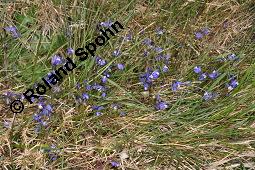 Quendelblättrige Kreuzblume, Quendelblättriges Kreuzblümchen, Thymianblättriges Kreuzblümchen, Polygala serpyllifolia, Polygala depressa, Polygala serpyllacea, Polygala serpyllifolia, Polygala depressa, Polygala serpyllacea, Quendelblättrige Kreuzblume, Quendelblättriges Kreuzblümchen, Thymianblättriges Kreuzblümchen, Polygalaceae, Habitus blühend Kauf von 07223_polygala_serpyllifolia_dsc_0664.jpg