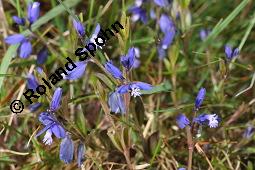 Quendelblättrige Kreuzblume, Quendelblättriges Kreuzblümchen, Thymianblättriges Kreuzblümchen, Polygala serpyllifolia, Polygala depressa, Polygala serpyllacea, Polygala serpyllifolia, Polygala depressa, Polygala serpyllacea, Quendelblättrige Kreuzblume, Quendelblättriges Kreuzblümchen, Thymianblättriges Kreuzblümchen, Polygalaceae, Habitus blühend Kauf von 07223_polygala_serpyllifolia_dsc_0665.jpg