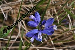 Quendelblttrige Kreuzblume, Quendelblttriges Kreuzblmchen, Thymianblttriges Kreuzblmchen, Polygala serpyllifolia, Polygala depressa, Polygala serpyllacea, Polygala serpyllifolia, Polygala depressa, Polygala serpyllacea, Quendelblttrige Kreuzblume, Quendelblttriges Kreuzblmchen, Thymianblttriges Kreuzblmchen, Polygalaceae, Habitus blhend Kauf von 07223_polygala_serpyllifolia_dsc_0667.jpg