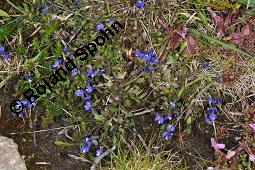 Quendelblättrige Kreuzblume, Quendelblättriges Kreuzblümchen, Thymianblättriges Kreuzblümchen, Polygala serpyllifolia, Polygala depressa, Polygala serpyllacea, Polygala serpyllifolia, Polygala depressa, Polygala serpyllacea, Quendelblättrige Kreuzblume, Quendelblättriges Kreuzblümchen, Thymianblättriges Kreuzblümchen, Polygalaceae, Habitus blühend Kauf von 07223_polygala_serpyllifolia_dsc_0887.jpg