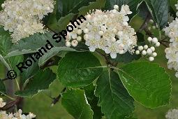 Englische Mehlbeere, Sorbus anglica, Sorbus anglica, Englische Mehlbeere, Rosaceae, Blühend Kauf von 07224_sorbus_anglica_dsc_0800.jpg