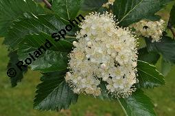 Englische Mehlbeere, Sorbus anglica, Sorbus anglica, Englische Mehlbeere, Rosaceae, Blühend Kauf von 07224_sorbus_anglica_dsc_0801.jpg