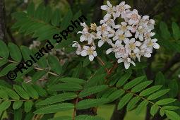 Himalaya-Eberesche, Sorbus cashmiriana, Sorbus cashmiriana, Himalaya-Eberesche, Rosaceae, Blhend Kauf von 07225_sorbus_cashmiriana_dsc_0803.jpg