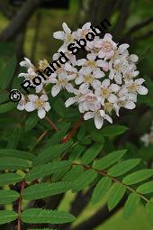 Himalaya-Eberesche, Sorbus cashmiriana, Sorbus cashmiriana, Himalaya-Eberesche, Rosaceae, Blühend Kauf von 07225_sorbus_cashmiriana_dsc_0804.jpg