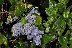 Säckelblume, Ceanothus Sorte, Ceanothus Sorte, Säckelblume, Rhamnaceae, Blühend Kauf von 07226_ceanothus_sorte_dsc_0593.jpg