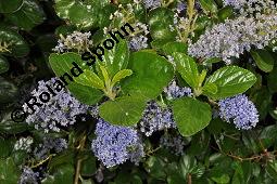 Säckelblume, Ceanothus Sorte, Ceanothus Sorte, Säckelblume, Rhamnaceae, Blühend Kauf von 07226_ceanothus_sorte_dsc_0594.jpg