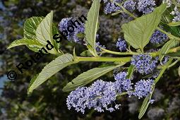 Säckelblume, Ceanothus Sorte, Ceanothus Sorte, Säckelblume, Rhamnaceae, Blühend Kauf von 07226_ceanothus_sorte_dsc_0595.jpg