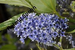 Säckelblume, Ceanothus Sorte, Ceanothus Sorte, Säckelblume, Rhamnaceae, Blühend Kauf von 07226_ceanothus_sorte_dsc_0596.jpg