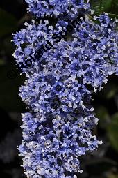 Säckelblume, Ceanothus Sorte, Ceanothus Sorte, Säckelblume, Rhamnaceae, Blühend Kauf von 07226_ceanothus_sorte_dsc_0597.jpg