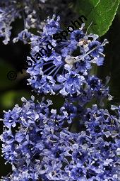 Säckelblume, Ceanothus Sorte, Ceanothus Sorte, Säckelblume, Rhamnaceae, Blühend Kauf von 07226_ceanothus_sorte_dsc_0598.jpg