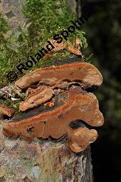 Muschelförmiger Feuerschwamm, Phellinus conchatus, Phellinus conchatus, Muschelförmiger Feuerschwamm, Basidiomyceten, Fruchtkörper, Fruchtkörper an Salix caprea, Sal-Weide, von Moos überwachsen Kauf von 07227_phellinus_conchatus_dsc_4323.jpg