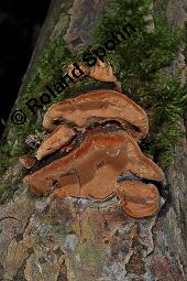 Muschelförmiger Feuerschwamm, Phellinus conchatus, Phellinus conchatus, Muschelförmiger Feuerschwamm, Basidiomyceten, Fruchtkörper, Fruchtkörper an Salix caprea, Sal-Weide, von Moos überwachsen Kauf von 07227_phellinus_conchatus_dsc_4324.jpg