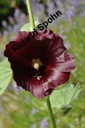 Schwarze Stockrose, Schwarze Stockmalve, Alcea rosea 'Nigra', Alcea rosea 'Nigra', Schwarze Stockrose, Schwarze Stockmalve, Malvaceae, Blhend Kauf von 07228_alcea_rosea_nigra_dsc_2383.jpg