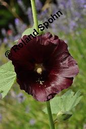 Schwarze Stockrose, Schwarze Stockmalve, Alcea rosea 'Nigra', Alcea rosea 'Nigra', Schwarze Stockrose, Schwarze Stockmalve, Malvaceae, Blhend Kauf von 07228_alcea_rosea_nigra_dsc_2384.jpg