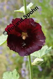 Schwarze Stockrose, Schwarze Stockmalve, Alcea rosea 'Nigra', Alcea rosea 'Nigra', Schwarze Stockrose, Schwarze Stockmalve, Malvaceae, Blühend Kauf von 07228_alcea_rosea_nigra_dsc_2387.jpg