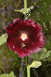 Schwarze Stockrose, Schwarze Stockmalve, Alcea rosea 'Nigra', Alcea rosea 'Nigra', Schwarze Stockrose, Schwarze Stockmalve, Malvaceae, Blhend Kauf von 07228_alcea_rosea_nigra_dsc_2388.jpg