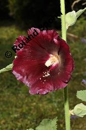 Schwarze Stockrose, Schwarze Stockmalve, Alcea rosea 'Nigra', Alcea rosea 'Nigra', Schwarze Stockrose, Schwarze Stockmalve, Malvaceae, Blühend Kauf von 07228_alcea_rosea_nigra_dsc_2389.jpg