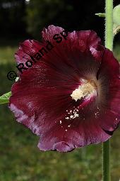 Schwarze Stockrose, Schwarze Stockmalve, Alcea rosea 'Nigra', Alcea rosea 'Nigra', Schwarze Stockrose, Schwarze Stockmalve, Malvaceae, Blühend Kauf von 07228_alcea_rosea_nigra_dsc_2390.jpg