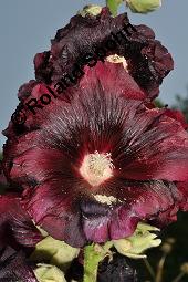 Schwarze Stockrose, Schwarze Stockmalve, Alcea rosea 'Nigra', Alcea rosea 'Nigra', Schwarze Stockrose, Schwarze Stockmalve, Malvaceae, Blühend Kauf von 07228_alcea_rosea_nigra_dsc_2538.jpg