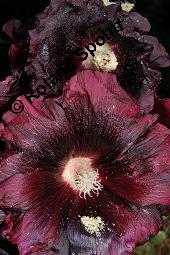 Schwarze Stockrose, Schwarze Stockmalve, Alcea rosea 'Nigra', Alcea rosea 'Nigra', Schwarze Stockrose, Schwarze Stockmalve, Malvaceae, Blhend Kauf von 07228_alcea_rosea_nigra_dsc_2544.jpg