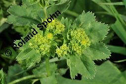 Frauenmantel, Alchemilla sp., Alchemilla sp., Frauenmantel, Rosaceae, Blühend Kauf von 07229_alchemilla_sp_dsc_2437.jpg