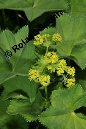 Frauenmantel, Alchemilla sp., Alchemilla sp., Frauenmantel, Rosaceae, Blühend Kauf von 07229_alchemilla_sp_dsc_2441.jpg