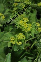 Frauenmantel, Alchemilla sp., Alchemilla sp., Frauenmantel, Rosaceae, Blühend Kauf von 07229_alchemilla_sp_dsc_2442.jpg