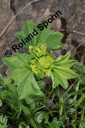 Frauenmantel, Alchemilla sp., Alchemilla sp., Frauenmantel, Rosaceae, Blühend Kauf von 07229_alchemilla_sp_dsc_2443.jpg