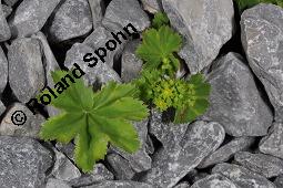 Frauenmantel, Alchemilla sp., Alchemilla sp., Frauenmantel, Rosaceae, Blhend Kauf von 07229_alchemilla_sp_dsc_2446.jpg