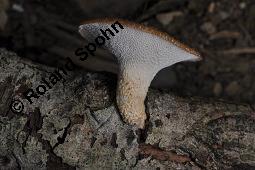 Stielporling, Polyporus sp., Polyporus sp., Stielporling, Basidiomyceten, Fruchtkrper Kauf von 07232_polyporus_sp_dsc_3607.jpg