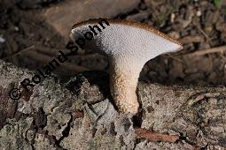 Stielporling, Polyporus sp., Polyporus sp., Stielporling, Basidiomyceten, Fruchtkrper Kauf von 07232_polyporus_sp_dsc_3608.jpg