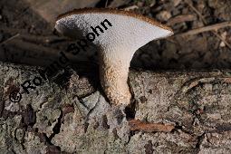 Stielporling, Polyporus sp., Polyporus sp., Stielporling, Basidiomyceten, Fruchtkrper Kauf von 07232_polyporus_sp_dsc_3609.jpg