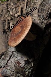 Stielporling, Polyporus sp., Polyporus sp., Stielporling, Basidiomyceten, Fruchtkrper Kauf von 07232_polyporus_sp_dsc_3611.jpg