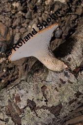 Stielporling, Polyporus sp., Polyporus sp., Stielporling, Basidiomyceten, Fruchtkörper Kauf von 07232_polyporus_sp_dsc_3612.jpg