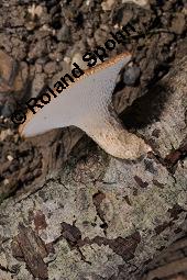 Stielporling, Polyporus sp., Polyporus sp., Stielporling, Basidiomyceten, Fruchtkrper Kauf von 07232_polyporus_sp_dsc_3612.jpg