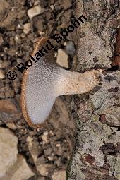 Stielporling, Polyporus sp., Polyporus sp., Stielporling, Basidiomyceten, Fruchtkrper Kauf von 07232_polyporus_sp_dsc_3613.jpg