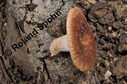 Stielporling, Polyporus sp., Polyporus sp., Stielporling, Basidiomyceten, Fruchtkrper Kauf von 07232_polyporus_sp_dsc_3614.jpg