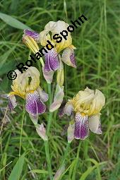 Trübgelbe Schwertlilie, Iris x squalens, Iris squalens, Iris x squalens, Iris squalens, Trübgelbe Schwertlilie, Iridaceae, Blühend Kauf von 07233_iris_squalens_dsc_1396.jpg