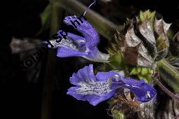 Salbei, Salvia forskaohlei, Salvia forskaehlei, Salvia forskaohlei, Salvia forskaehlei, Salbei, Lamiaceae, Blühend Kauf von 07234_salvia_forskaohlei_dsc_4442.jpg