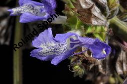 Salbei, Salvia forskaohlei, Salvia forskaehlei, Salvia forskaohlei, Salvia forskaehlei, Salbei, Lamiaceae, Blhend Kauf von 07234_salvia_forskaohlei_dsc_4443.jpg